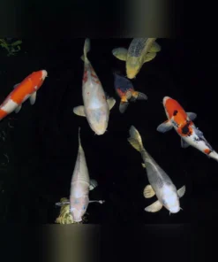 Koi 3-4"
