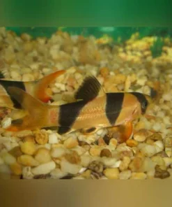 Clown Loach