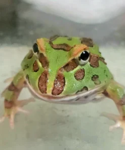Pacman Frog Green