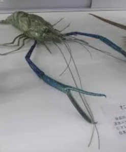 Giant River Prawn
