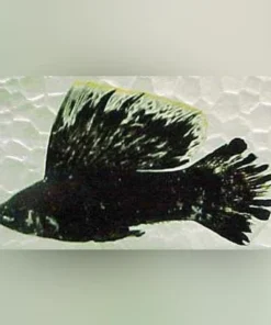 Dalmation Sailfin Molly (Pair)