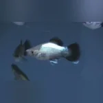 Blue Wag Platy (Lot of 4)