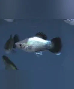 Blue Wag Platy (Lot of 4)