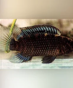 Badis