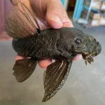 L-034 Medusa Pleco