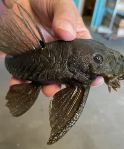 L-034 Medusa Pleco