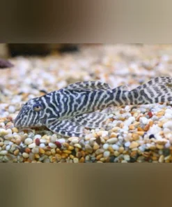 L-66 Gypsy King Pleco
