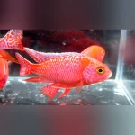 Peacock Cichlid Dragon Blood