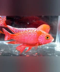Peacock Cichlid Dragon Blood