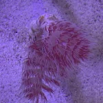 Hard Tube Coco Worm