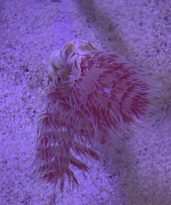 Hard Tube Coco Worm