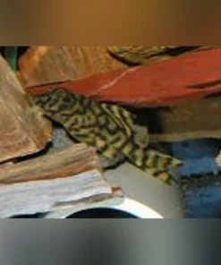L-69 Tiger Pleco