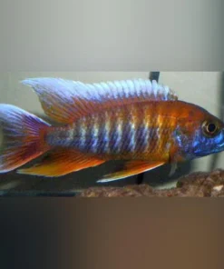 Peacock Cichlid Eureka