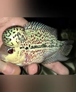 Pearl Humphead Flowerhorn