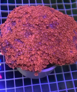 Jewel Red Goniopora Coral