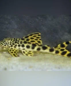 L-75 Rio de Para Pleco