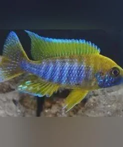 Peacock Cichlid Lemon Jake