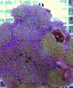Lavender Mushroom Coral