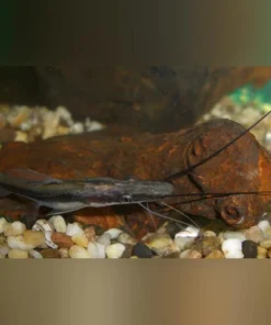 Lima Shovelnose Catfish
