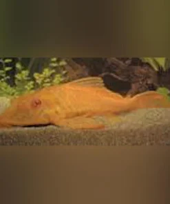 L-83 Sailfin Albino Pleco