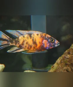 Peacock Cichlid Orange Blossom