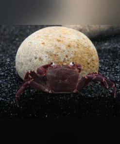 Purple Matano Crab