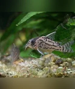 Schwartzi Cory