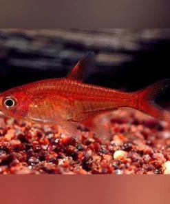 Ember Tetra