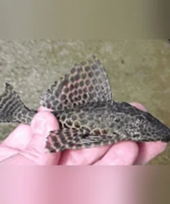 L-83 Sailfin Pleco