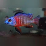 Peacock Cichlid Red