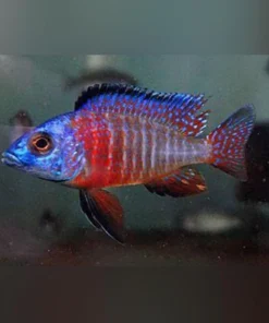Peacock Cichlid Red