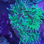 Long Tentacle Green Anemone