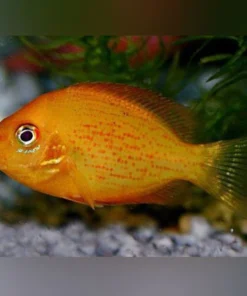 Red Chromide