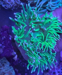 Long Tentacle Green Anemone