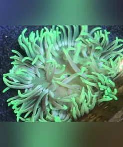 Alternative view of Long Tentacle Green Anemone