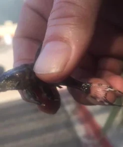 L-90 Papa Pleco