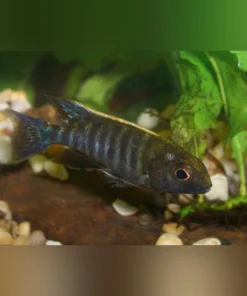 Peacock Cichlid Sulfur Head