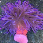 Long Tentacle Purple Anemone