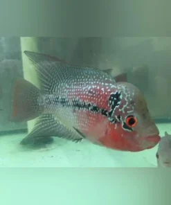 Red Hump Head Flowerhorn