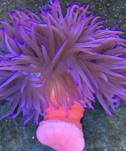 Long Tentacle Purple Anemone