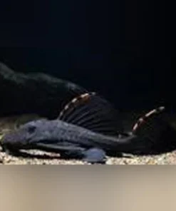 L-91 Tri Beacon Pleco