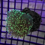 Montipora Cup Orange
