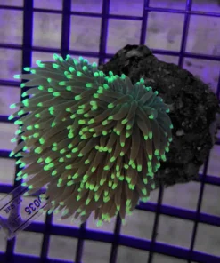 Montipora Cup Orange