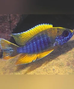Peacock Cichlid Walteri