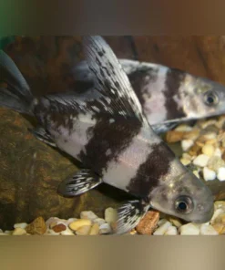 Hi-fin Banded Loach