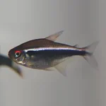 Black Neon Tetra