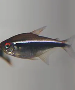 Black Neon Tetra