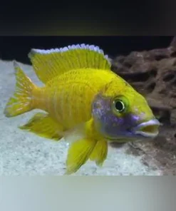 Peacock Cichlid Yellow