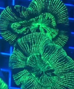 Open Brain Coral Green