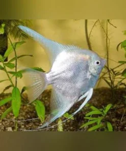 Platinum Angelfish